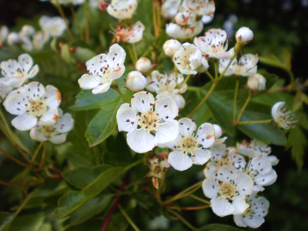 Hawthorn Berry - The Heart Herb