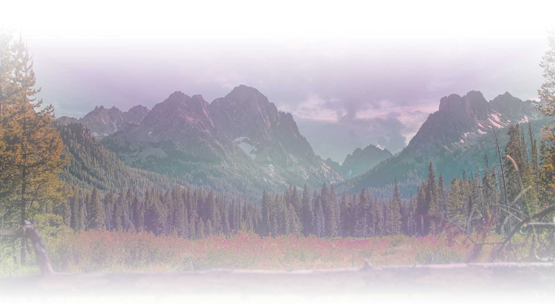 Majestic background of the Sawtooth mountains over a meadow of pink herbs and flowers filtered through a misty, muted and earthy tones filter.